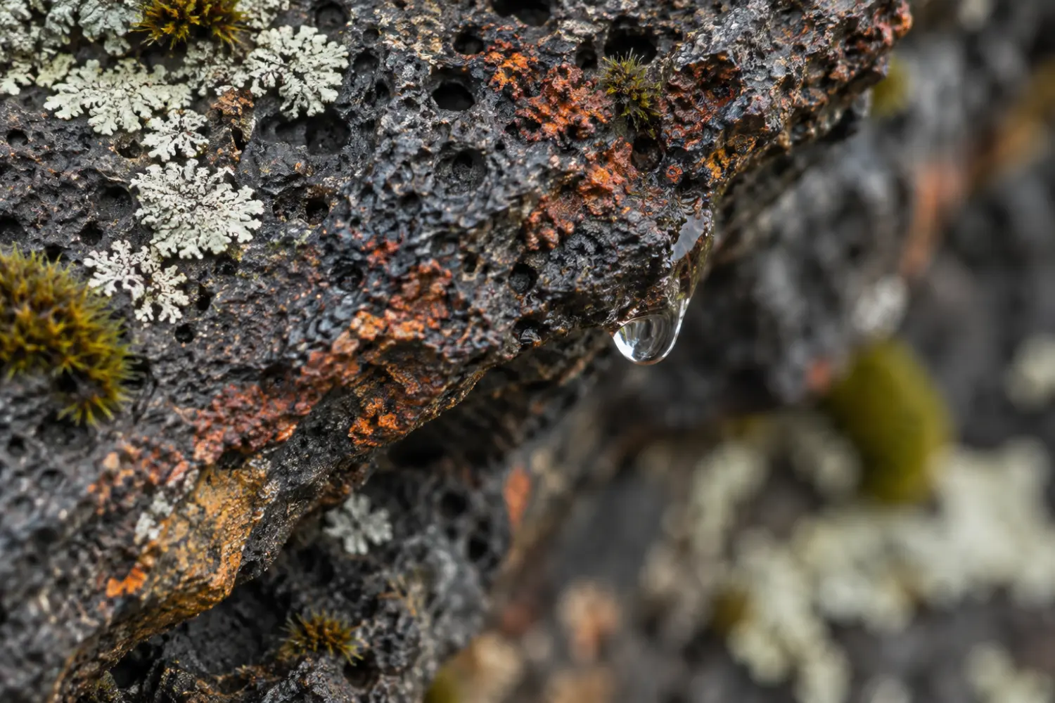 Rain on textured basalt with rust-coloured minerals and pale lichen