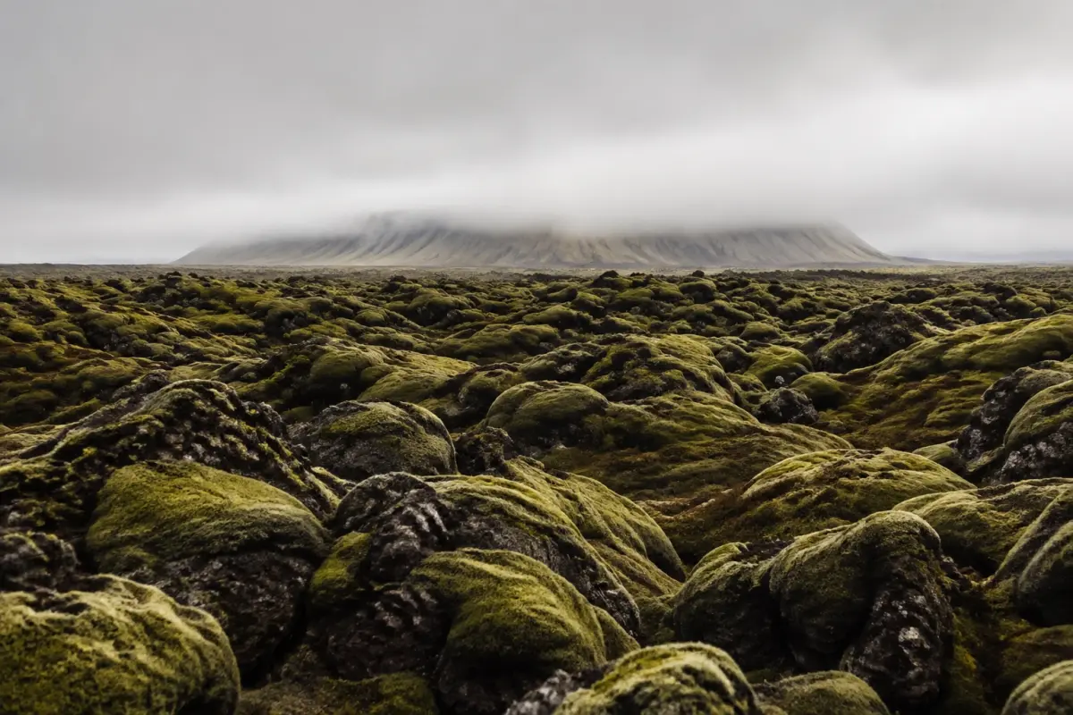 Moss-covered lava in the Icelandic landscape
