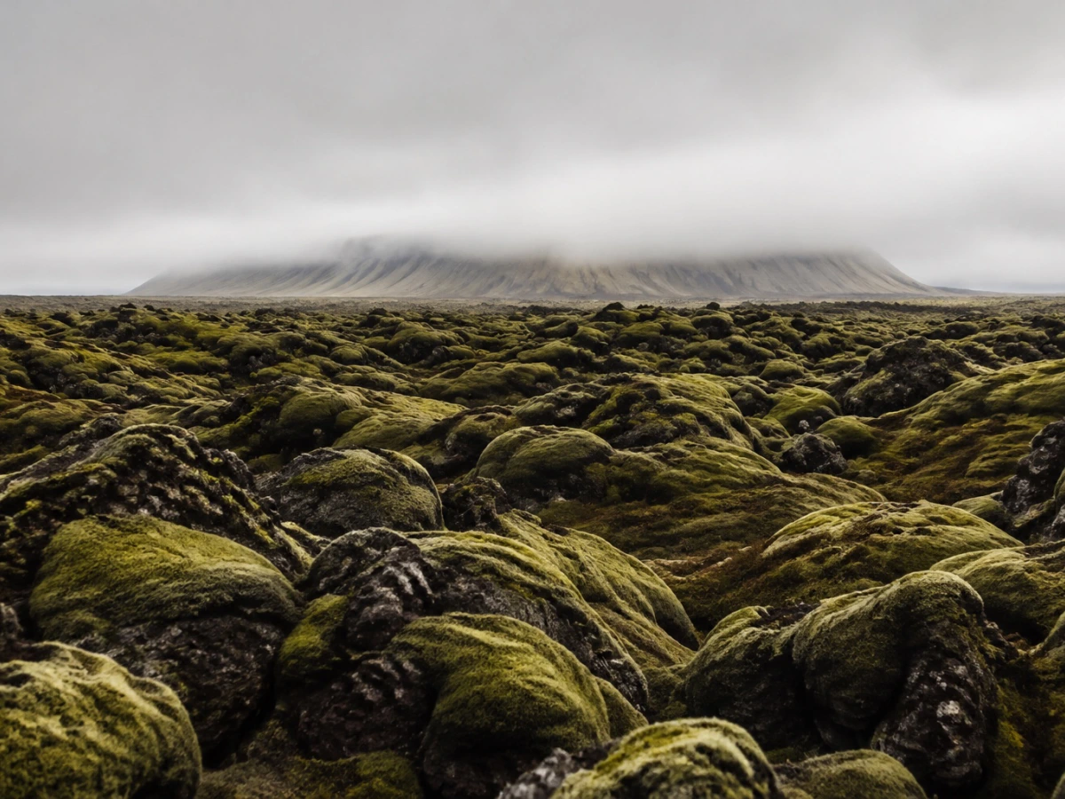 Moss-covered lava in the Icelandic landscape